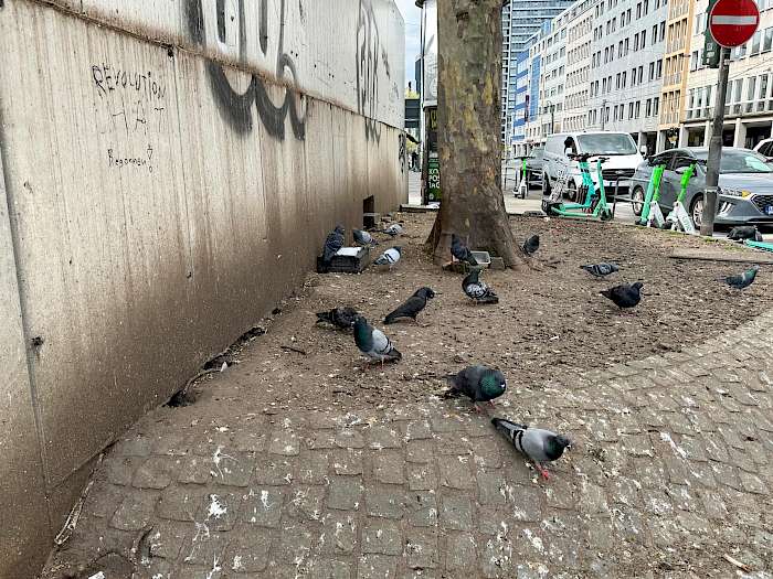 Stadttauben