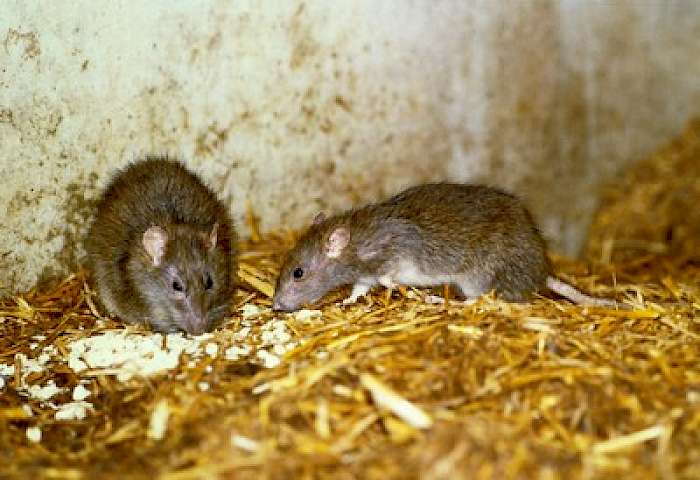 rattus norvegicus