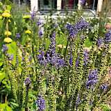 Naturnahe Grünfläche