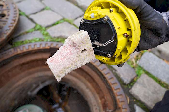 Rattenköder für die Kanabeköderung